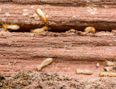 Treating-Wood-to-Prevent-Termites