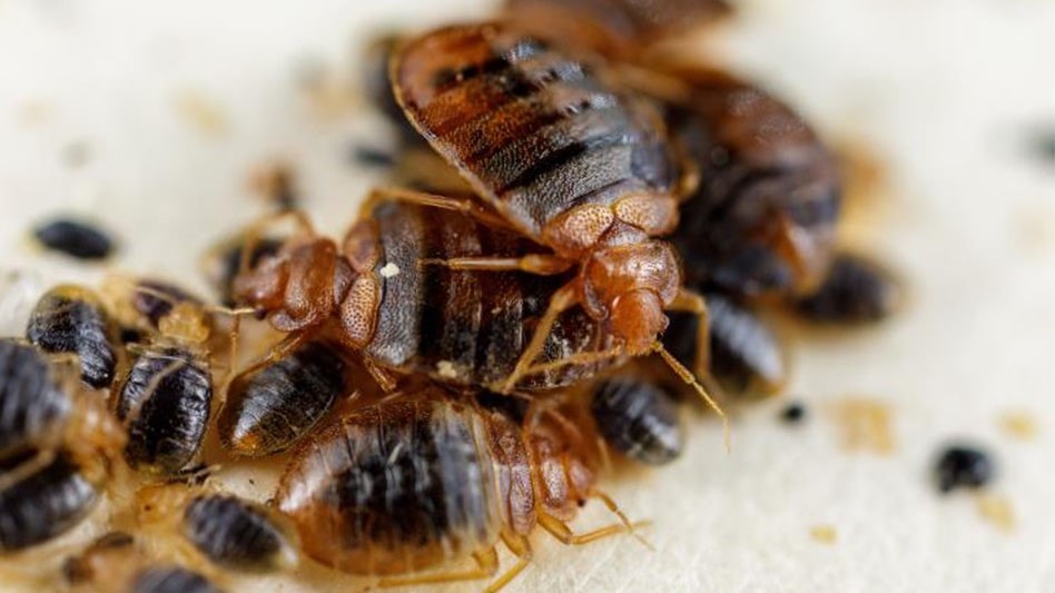 Bedbug control