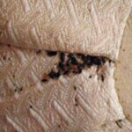 Bedbug Infestation and Its Solutions