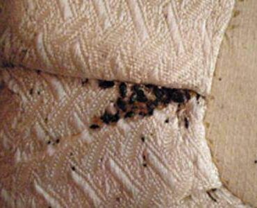 Bedbug treatment, fumigaclean