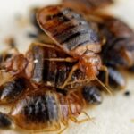 Bedbug Infestation And  ITs Solution