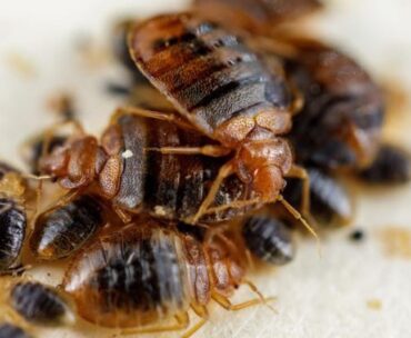 Bedbugs jobs